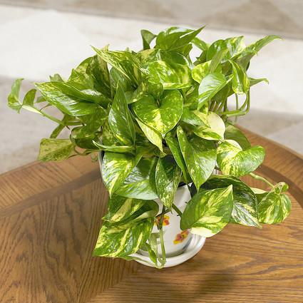  This is one of the most favored and popular house plants today.